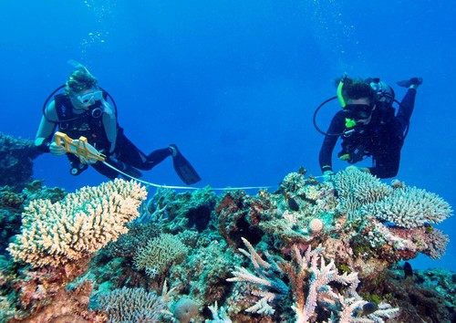 Reef Check surveying from Magic Roundabout - OceansWatch © Chris Bone